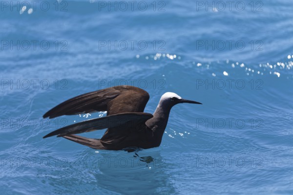 White-capped Noddy (Anous minutus) or White-headed Noddy swims on the sea, Swallow, Noddy Swallows, swimming, water, Tetamanu Resort, Tetamanu Village, Tetamanu Island, Fakarava Atoll, Palliser Islands, Tuamoto Archipelago, Tahiti, Society Islands, Leeward Islands, French Polynesia, Oceania