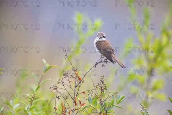 Red-backed shrike (Lanius collurio) wbl Germany