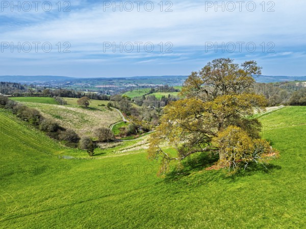 Old Oak over Farms and Fields from a drone, Newton Abbot, Devon, England, United Kingdom, Europe