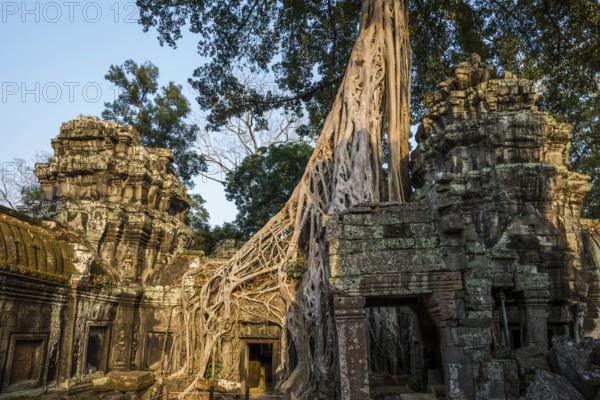 Ta Prohm, Angkor Wat, Angkor, UNESCO World Heritage Site, Siem Reap, Cambodia, Indochina, Southeast Asia, Asia