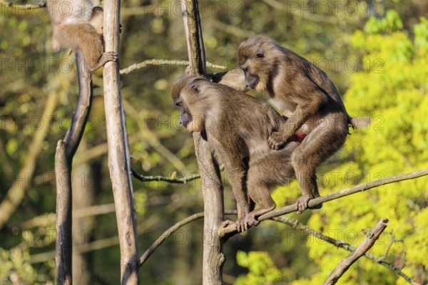 Two Drills (Mandrillus leucophaeus) mating high up in a tree. A green forest can be seen in the background