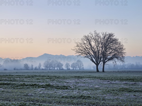 Morning atmosphere in the Siebeneichen nature reserve, with the Rigi in the background, Merenschwand, Freiamt, Canton Aargau, Switzerland, Europe