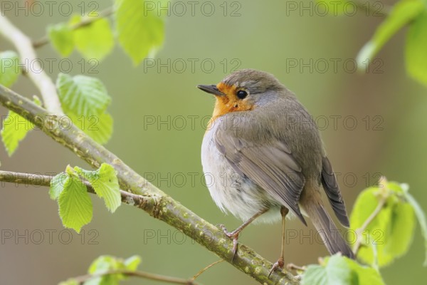 Robin (Erithacus rubecula) on a branch, surrounded by delicate spring leaves, Hesse, Germany, Europe