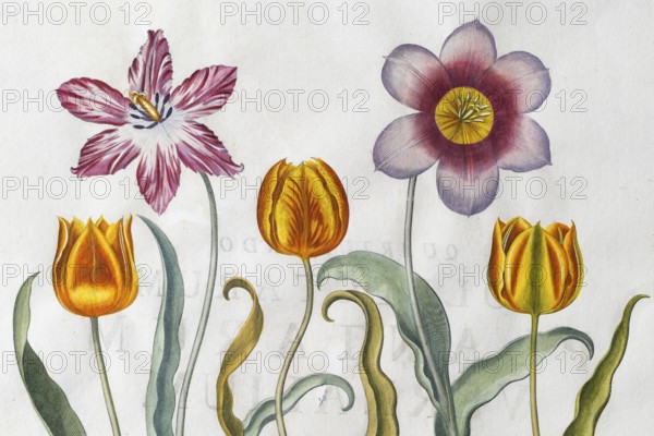 Red-white and yellow-red tulip flowers (Tulipa), hand-coloured copperplate engraving by Basilius Besler, from Hortus Eystettensis, 1613