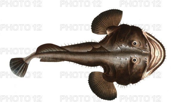Fish, Fische, Lophius piscatorius, Der Seeteufel, The Sea Devil, Historical, digitally restored reproduction from a 19th century original, Record date not stated