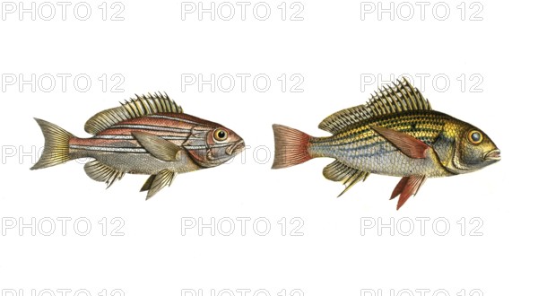 Fish, fishes, left: Genus of the hussar fish, Holocentrus bengalensis, the Bengal Sogo. right: Lutjanus hasta, the longspine, Historic, digitally restored reproduction from a 19th century original, Record date not stated