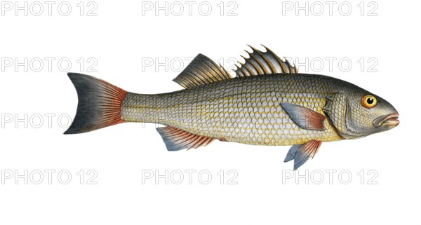 Fish, fish, genus of the umber family, Sciaena diacantha, the two spined umber, Historical, digitally restored reproduction from a 19th century original, Record date not stated