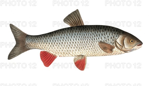Fish, Fish, genus of carp fish, Cyprinus idus, the cooling fish, Historical, digitally restored reproduction from a 19th century original, Record date not stated
