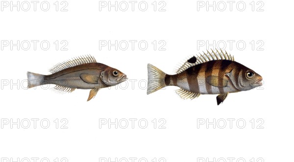 Fish, Fish, Genus of Hussar Fish, Holocentrus argentinus, Hussar Fish, Silver Sogo, Silver Hotocentre and Genus of Hussar Fish, Holocentrus strlatus, striped Sogo, the streaked Holocentre, Historic, digitally restored reproduction from a 19th century original, Record date not stated