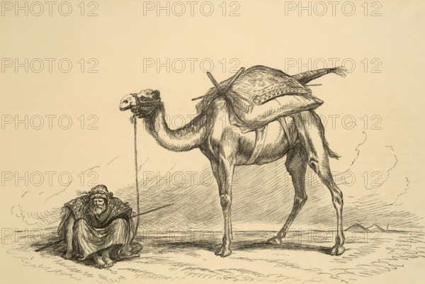 Camels and camel riders on the Nile, at rest, Alevandria, Egypt, Historical, digitally restored reproduction from a 19th century original, Record date not stated, Africa