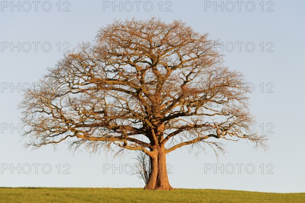 Oak (Quercus), bare gnarled solitary tree in the light of the morning sun, blue sky, North Rhine-Westphalia, Germany, Europe