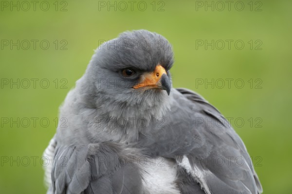 Pale chanting goshawk (Melierax canorus) adult bird of prey head portrait, England, United Kingdom - Captive