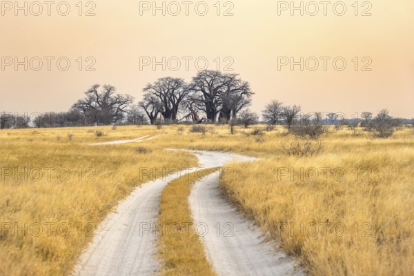 Road, track between yellow dry grass leading to baobabs, Baine's Baobabs, at sunset, Nxai Pan National Park, Botswana, Africa