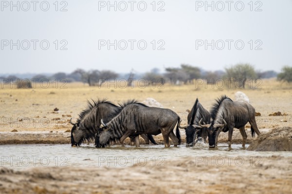 Blue wildebeest (Connochaetes taurinus), four wildebeest drinking at a waterhole, Nxai Pan National Park, Botswana, Africa