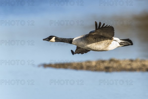 Canada Goose, Branta canadensis bird in flight over winter Marshes, Devon, England, United Kingdom, Europe