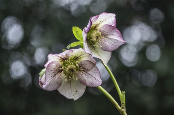 Lenzrose (Helleborus orientalis-Hybride Picote), Emsland, Lower Saxony, Germany, Europe