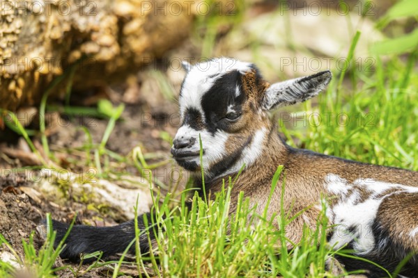 Close-up of domestic goat (Capra aegagrus hircus) youngster on a meadow, Bavaria, Germany, Europe