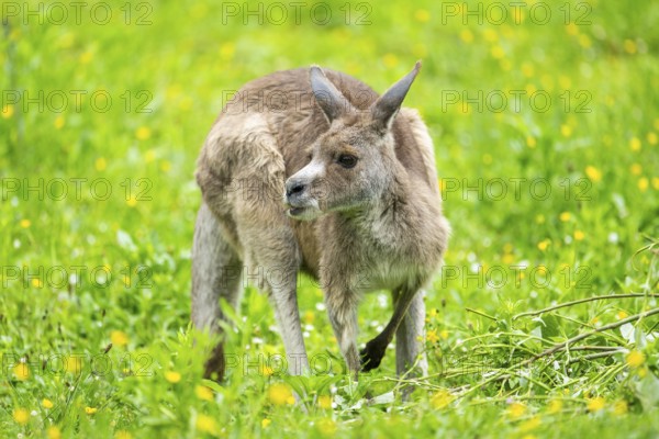 Eastern grey kangaroo (Macropus giganteus) on a meadow, Bavaria, Germany, Europe