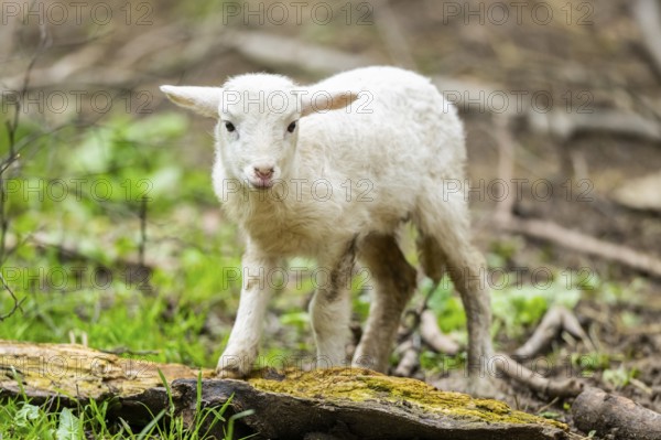 Domestic sheep (Ovis orientalis aries) lamb on a meadow, Bavaria, Germany, Europe