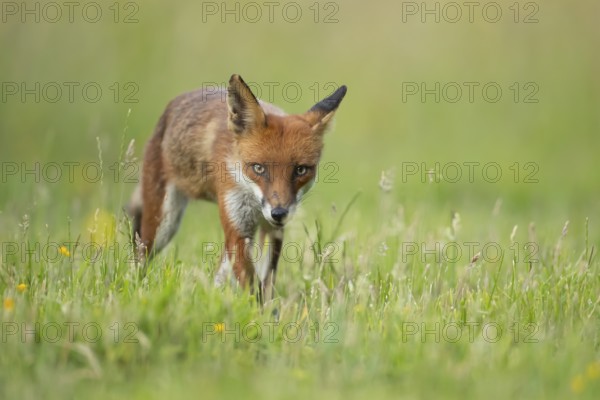 Red fox (Vulpes vulpes) adult animal walking in grassland with summer flowers, England, United Kingdom, Europe