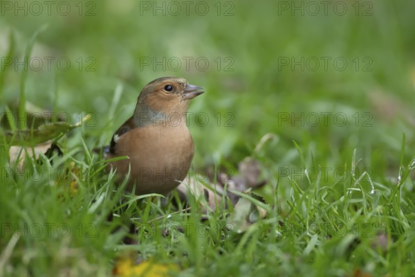Eurasian chaffinch (Fringilla coelebs) adult male bird on a garden grass lawn, England, United Kingdom, Europe