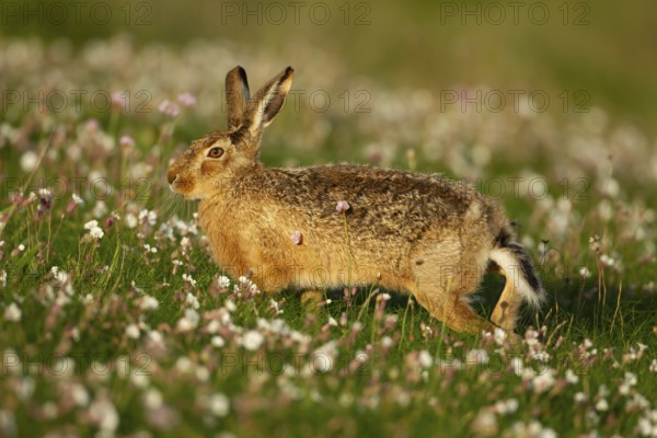 European brown hare (Lepus europaeus) adult animal in grassland amongst Sea campion wild flowers in summer, England, United Kingdom, Europe