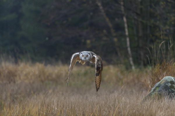 One Siberian Eagle Owl (Bubo bubo sibiricus) flying over tall reed grass lakeshore on an autumnal misty cold morning