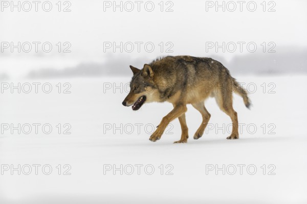 One male eurasian gray wolf (Canis lupus lupus) walking thru deep snow during snow fall. A forest in the background