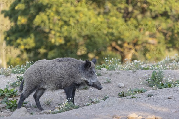 One adult wild boar or wild pig (Sus scrofa) searching for food on a flowering meadow in late afternoon light with a forest in first autumnal colours in the background
