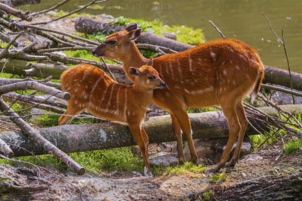 A female adult Congo sitatunga or forest sitatunga, Tragelaphus specii gratus stands with her calf ashore a small river