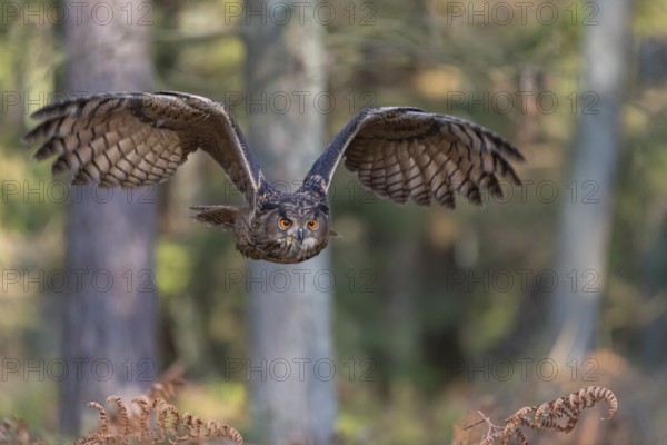 One Eurasian Eagle Owl, Bubo bubo, flying thru a forest with ferns on the ground