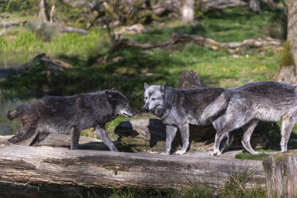 Three Timberwolf, Canis lupus lycaon, meeting on a fallen tree to cross a creek. Trees, creek and green grass in the background