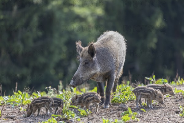One adult female wild boar or wild pig (Sus scrofa), with a group of very young piglets standing on a meadow with little vegetation and a green forest in the background
