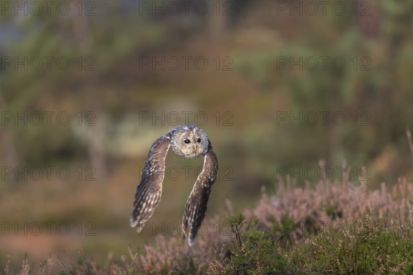One tawny owl or brown owl (Strix aluco) flying over heather near a forest. Forest in the background