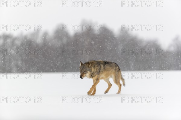 One male eurasian gray wolf (Canis lupus lupus) walking thru deep snow during snow fall. A forest in the background