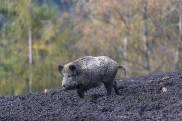 One wild boar or wild pig (Sus scrofa), walking over a muddy opening searching for food, with an autumnal colored forest in the background