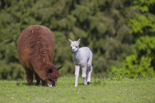 One brown female Alpaca (Vicugna pacos) stands with her young on a fresh green meadow . A green forest in the distant background