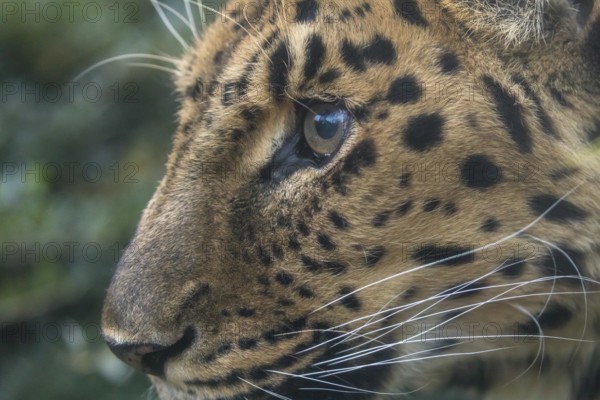One Amur leopard (Panthera pardus orientalis) walking through green vegetation