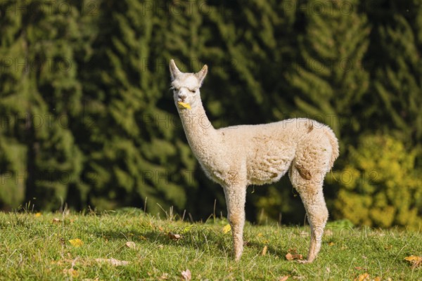 One young white Alpaca (Vicugna pacos) stands on a green meadow . A forest is in the distant background