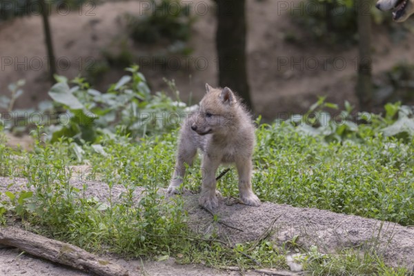 One four weeks old Arctic wolf cub (Canis lupus arctos) standing on a dry dam of a pond with green forest in the background