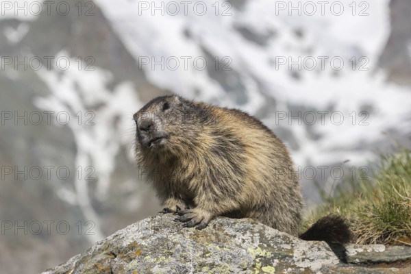 One adult Alpine Marmot, Marmota marmota, sitting on a rock. Mountains in the distant background. Grossglockner high alpine road, Austria, Europe