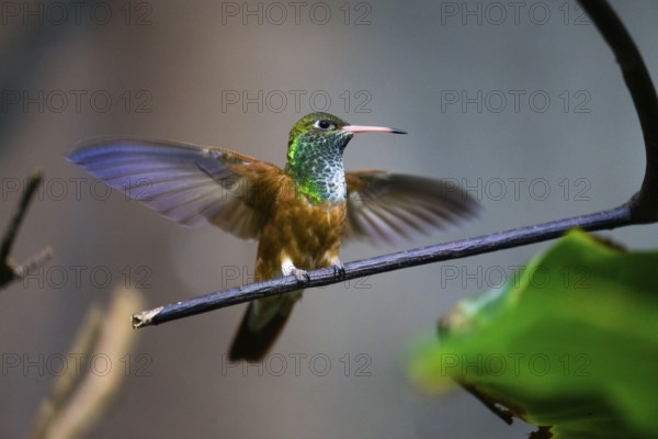 Buff-bellied Hummingbird (Amazillia yucatanensis), adult female, perched on a twig, with its wings extended, captive, Germany, Europe