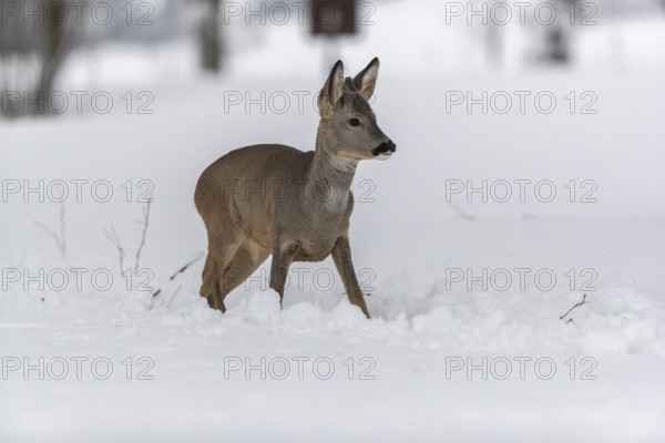 One young male Roe Deer, Roe buck (Capreolus capreolus), walking through deep snow. Trees in the background