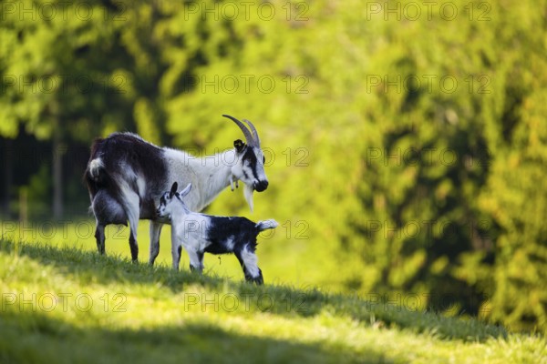 A female peacock goat (Capra aegagrus f. hircus) with her young is standing on a fresh green meadow with a forest in the background