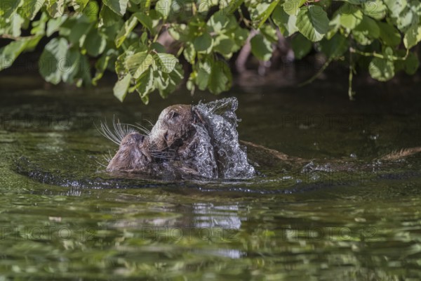 Two Eurasian otter (Lutra lutra), playing in the water