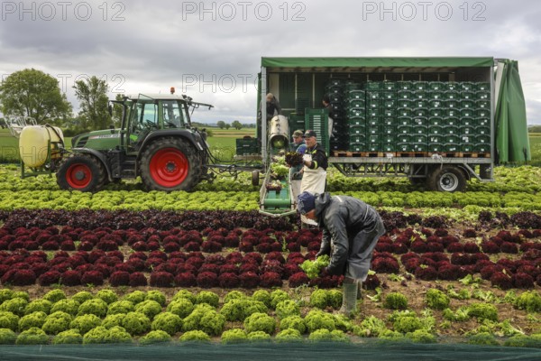 Soest, Sauerland, North Rhine-Westphalia, Germany - Vegetable cultivation, harvest helpers harvesting lettuce, the freshly harvested heads of lettuce are washed directly in the field in the trailer and packed in boxes, oak leaf lettuce (Lactus sativa var. crispa), also known as oak leaf lettuce or American lettuce, and Lollo Bianco and Lollo Rosso