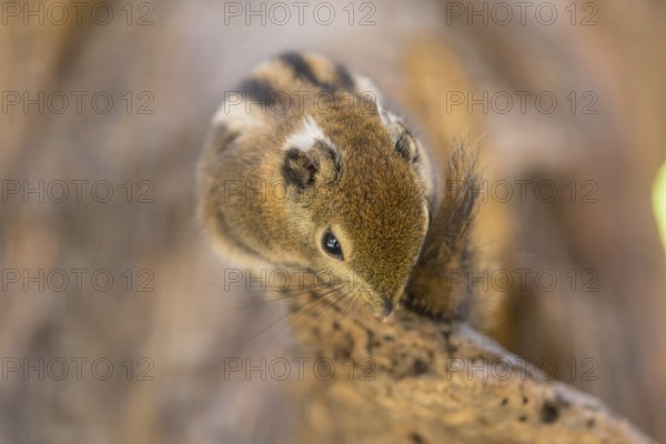 One Swinhoe's striped squirrel, Tamiops swinhoei, sitting on a branch in a forest