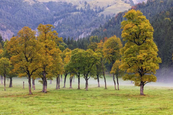Nature conservancy area Grosser Ahornboden. Sycamore maple trees, Acer pseudoplatanus, in autumn. Karwendel mountains, Austria, Europe