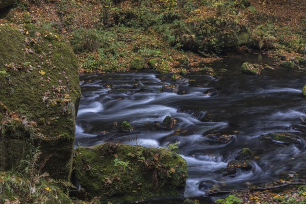Flowing water with ferns and rocks in the Edmunds Gorge in autumn. River Kamnitz, Hrensko, Ustecky kraj, Czech Republic, Europe