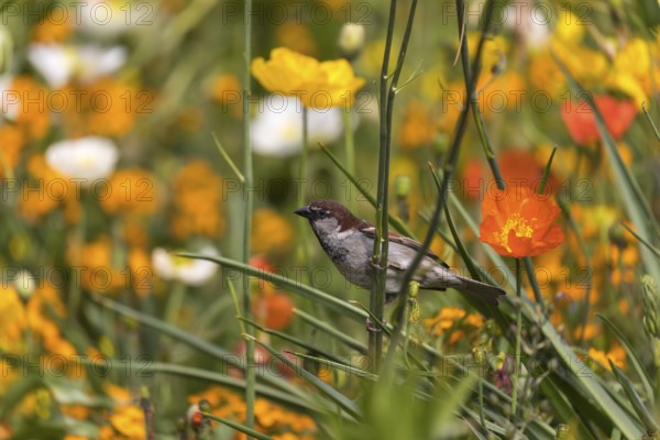 One male house sparrow (Passer domesticus) collecting insects in a flowering field of poppy (Papaver spec.) during breeding time